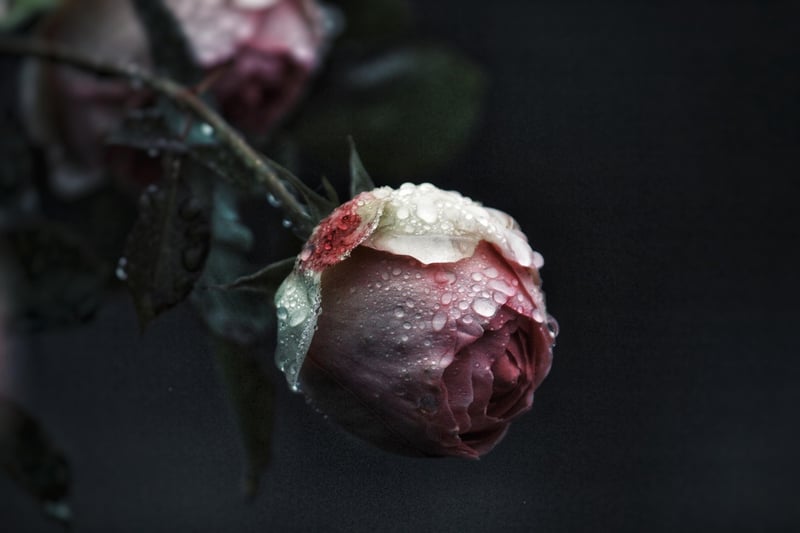 Rose Garden